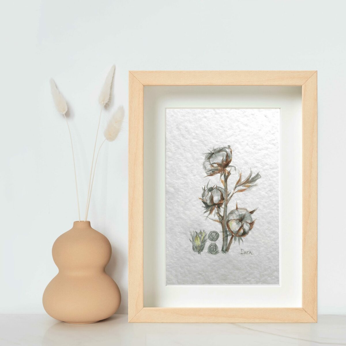 botanical drawing cotton