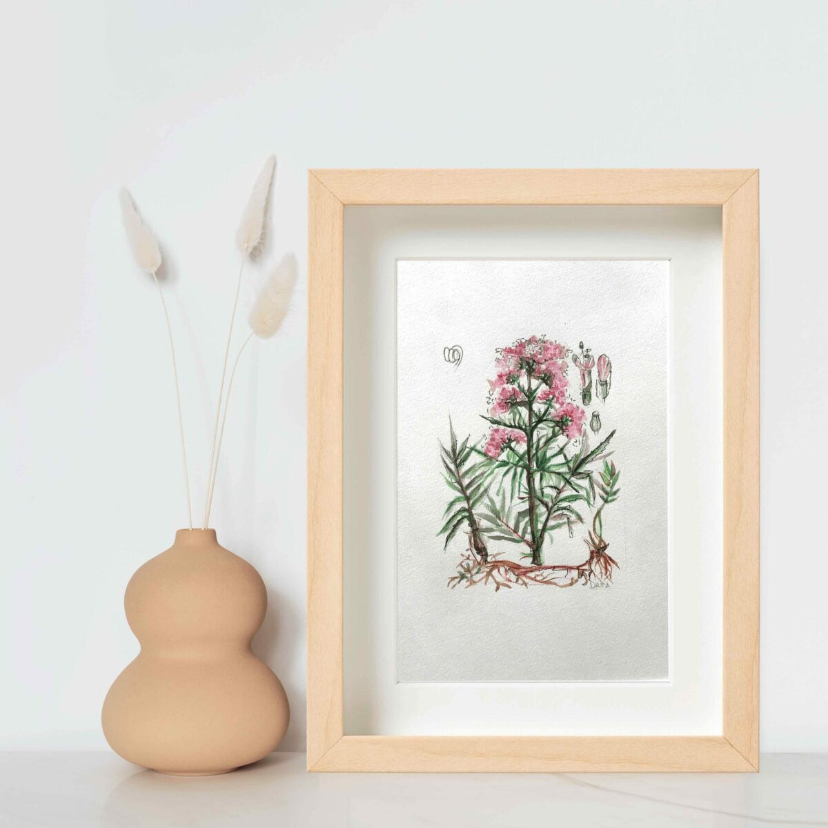 botanical drawing valerian