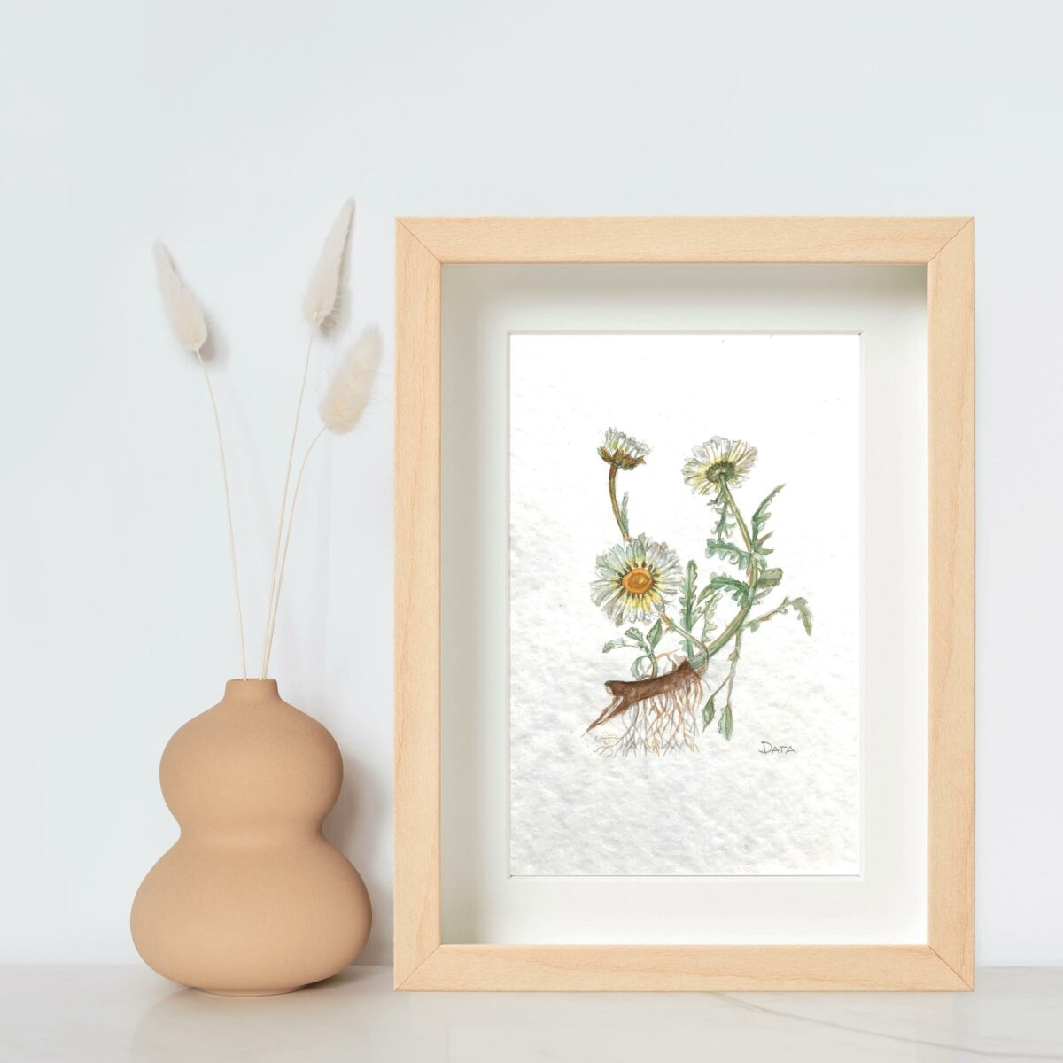 botanical drawing camomile