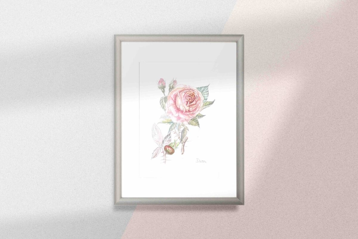 peony rose watercolor