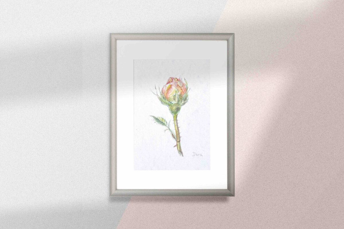 rose bud watercolor painting