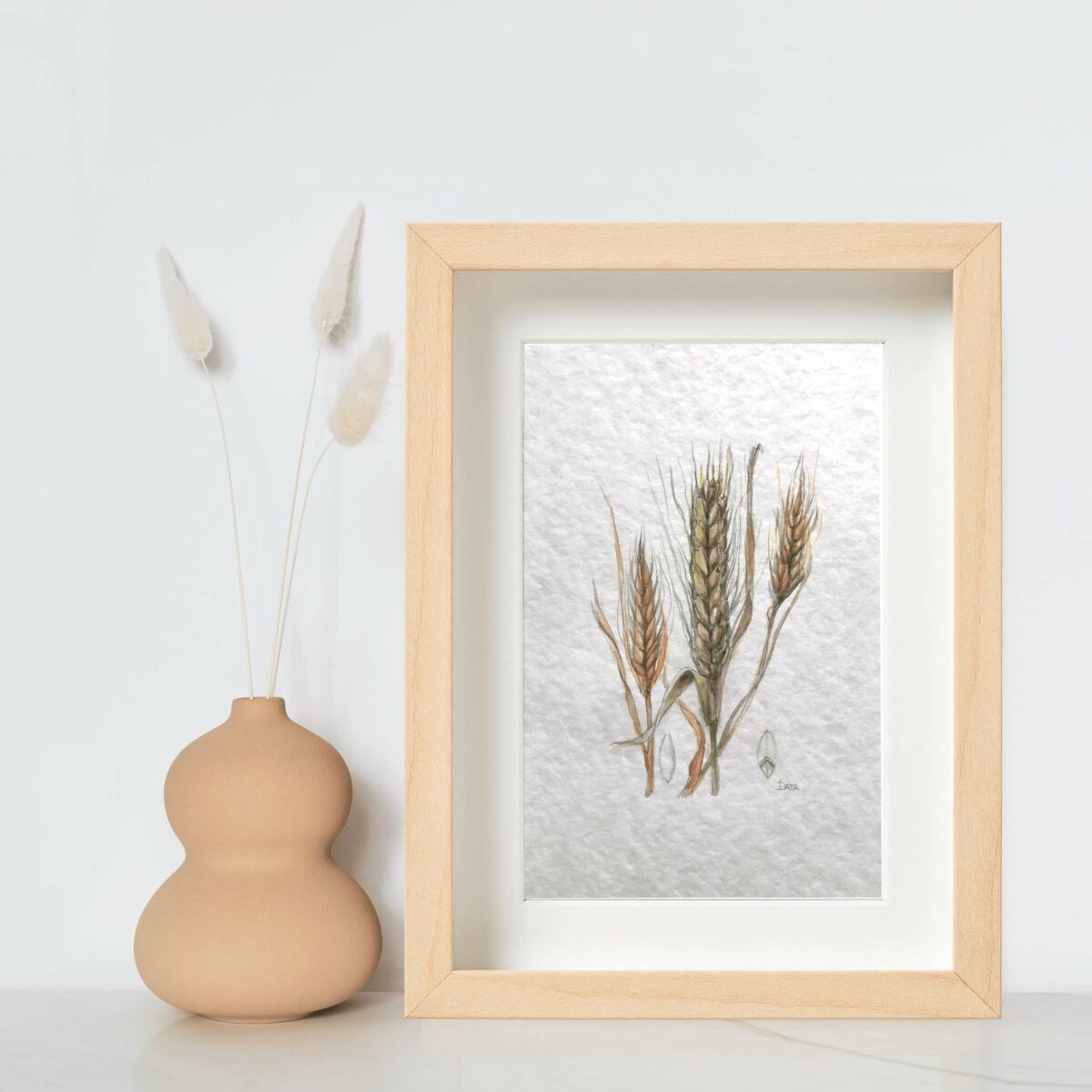 botanical drawing wheat